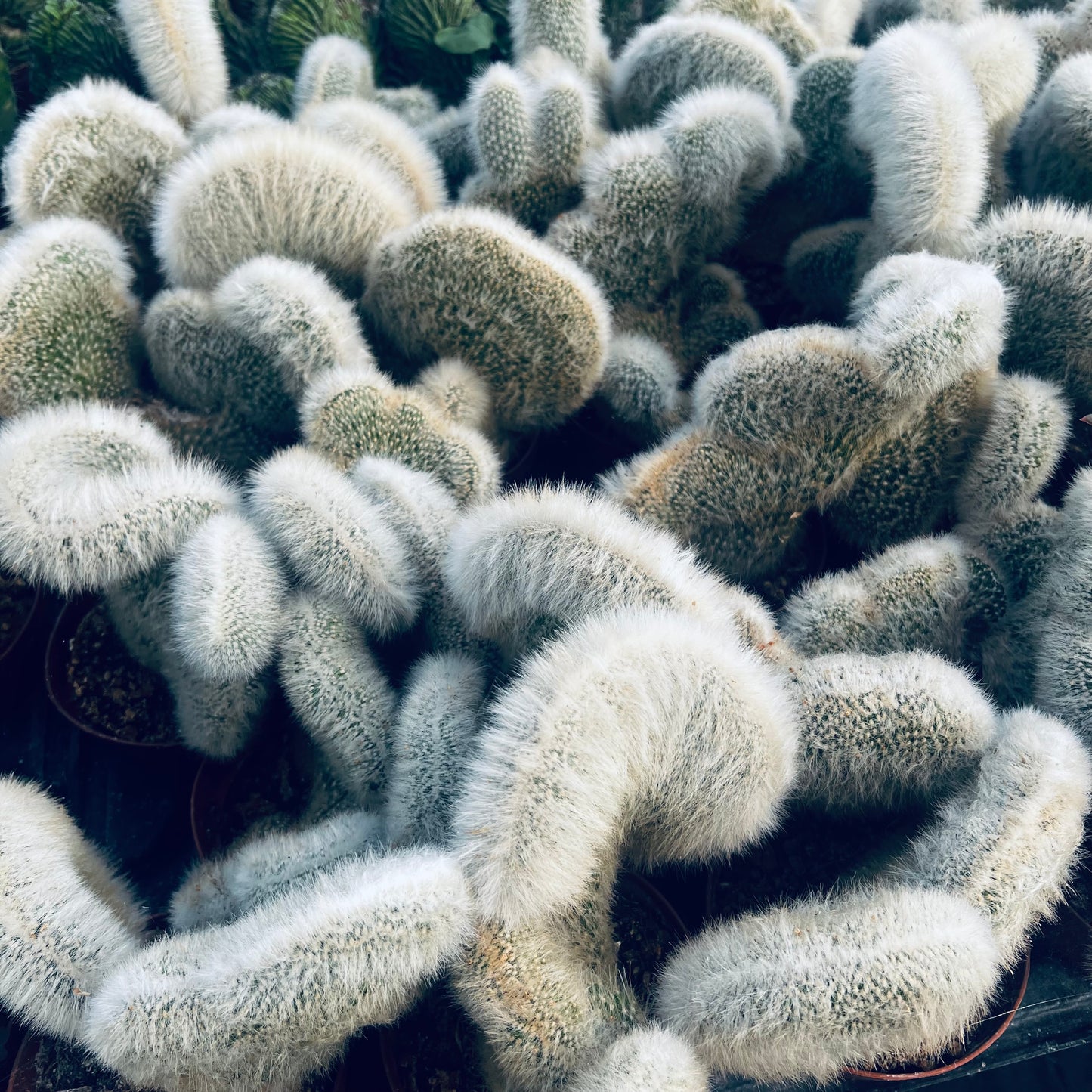 Cleistocactus winterii f.cristata, 12 cm potte