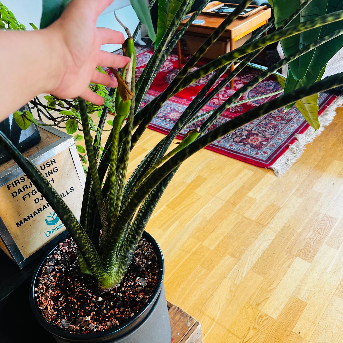 Alocasia tigrina, 32 cm potte