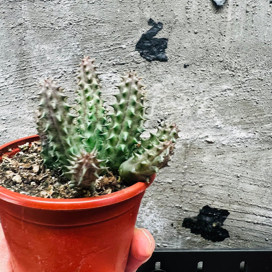 Huernia schneideriana, 8 cm potte