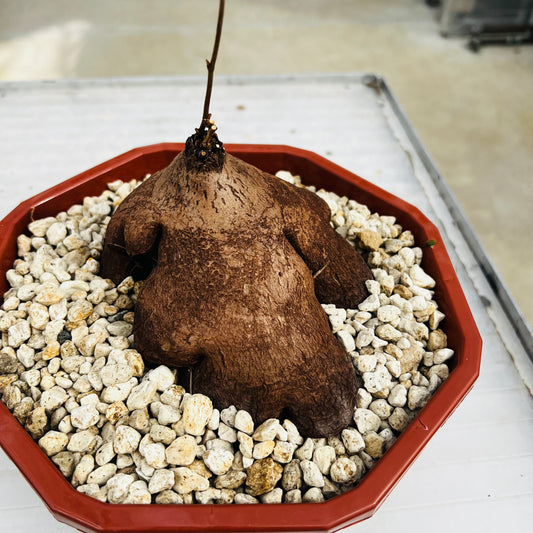 Dioscorea sylvatica, barroted plante