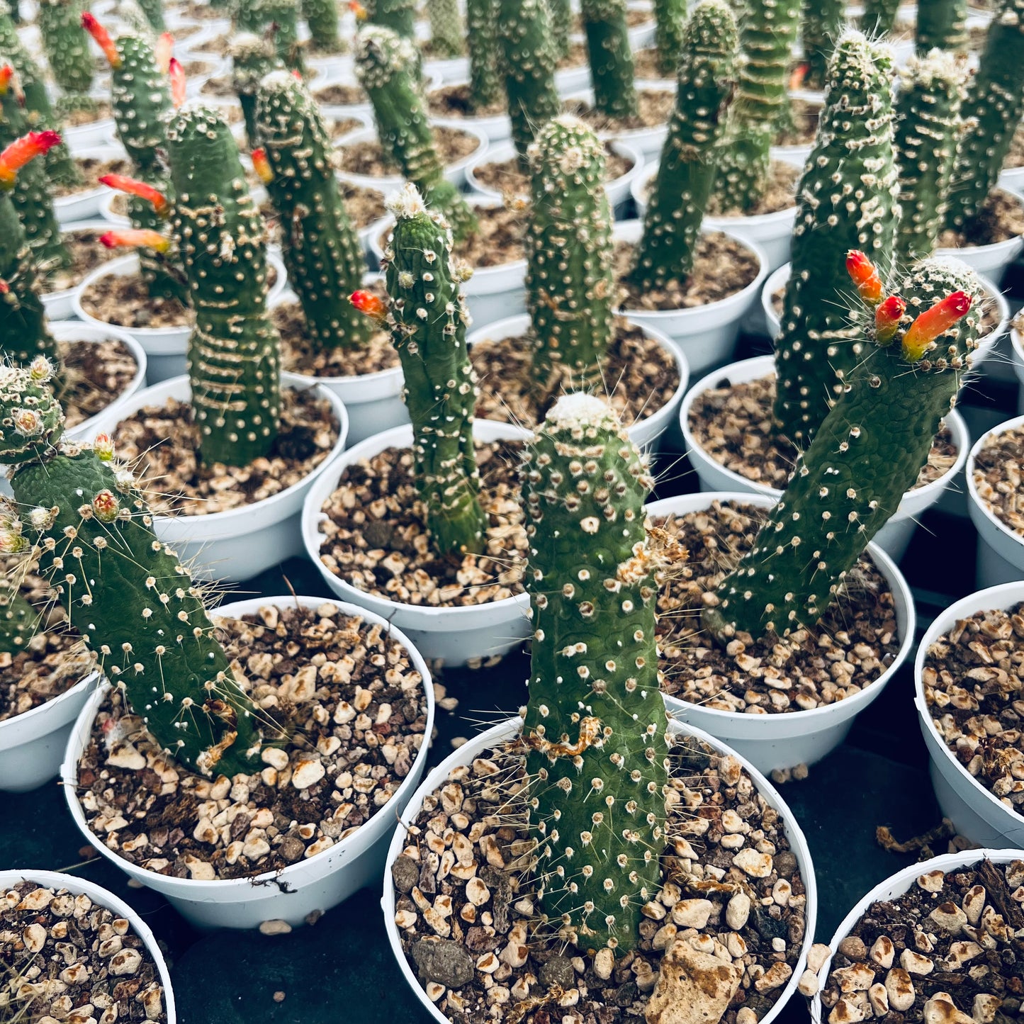 Cleistocactus jujuensis f.monstruosa, 10,5 cm potte