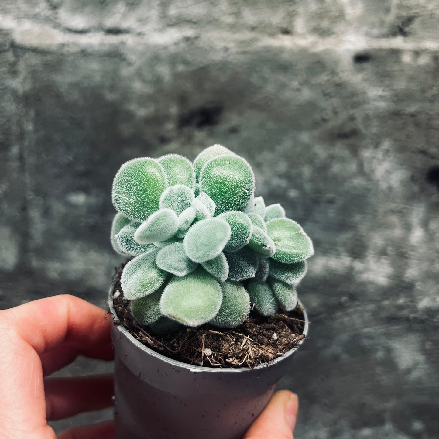 Echeveria pulvinata Frosty f.cristata, 6 cm pot