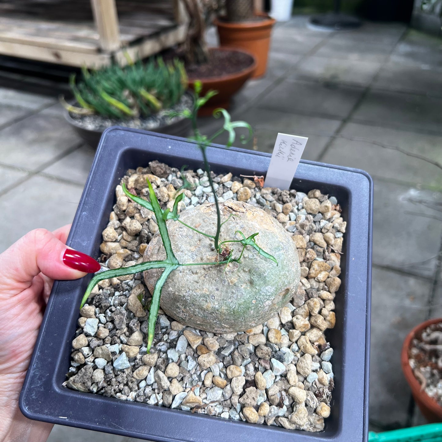 Adenia kirkii, 17 cm potte