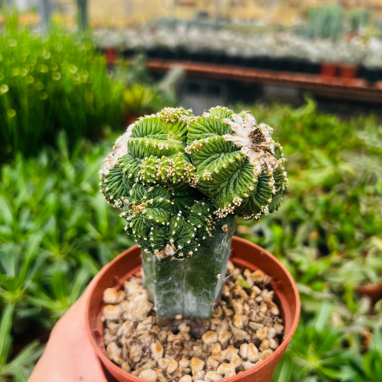 Aztekium ritteri, podet, 10 cm potte