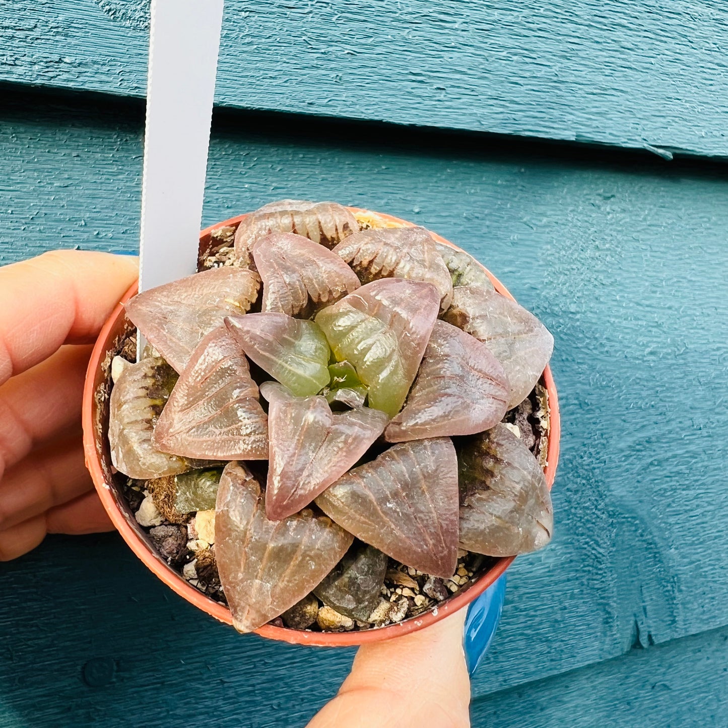 Haworthia sp. 4, 7 cm potte