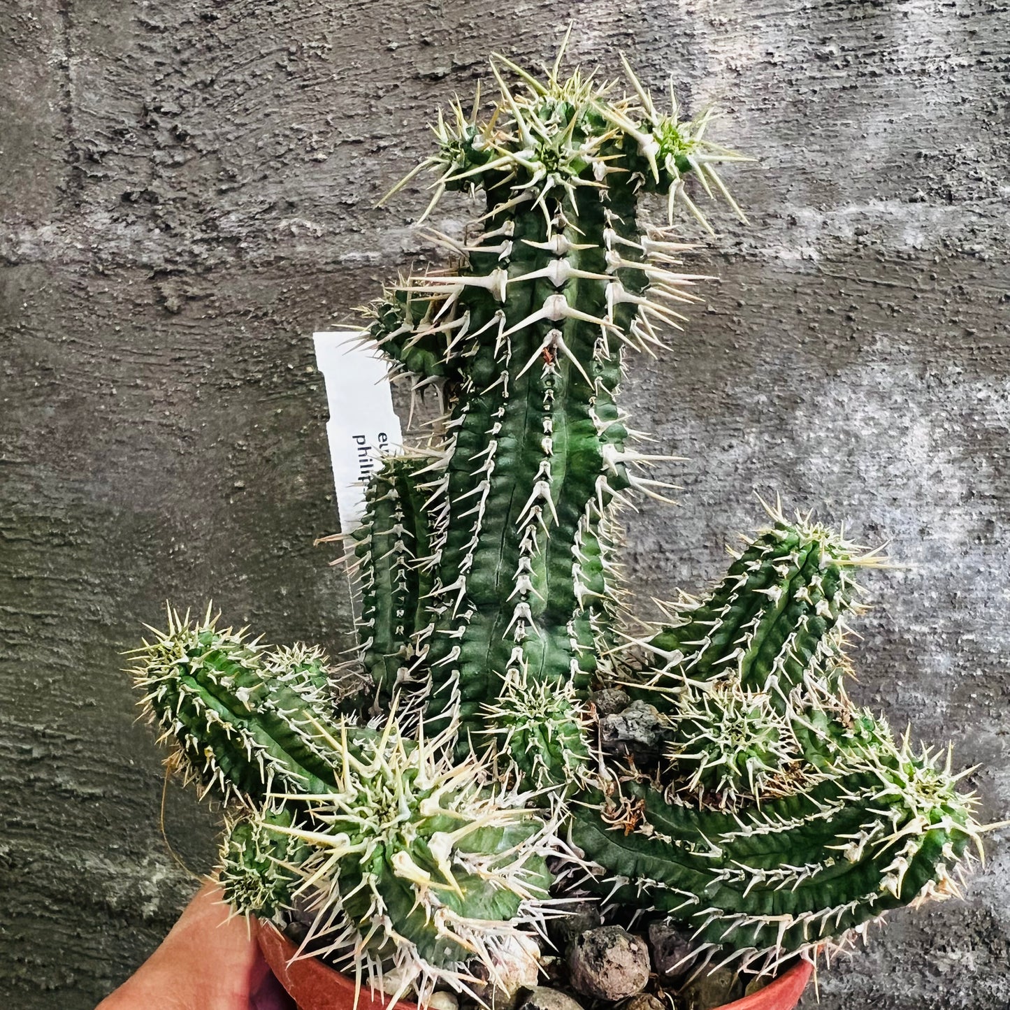 Euphorbia phillipsioides, 10,5 cm potte