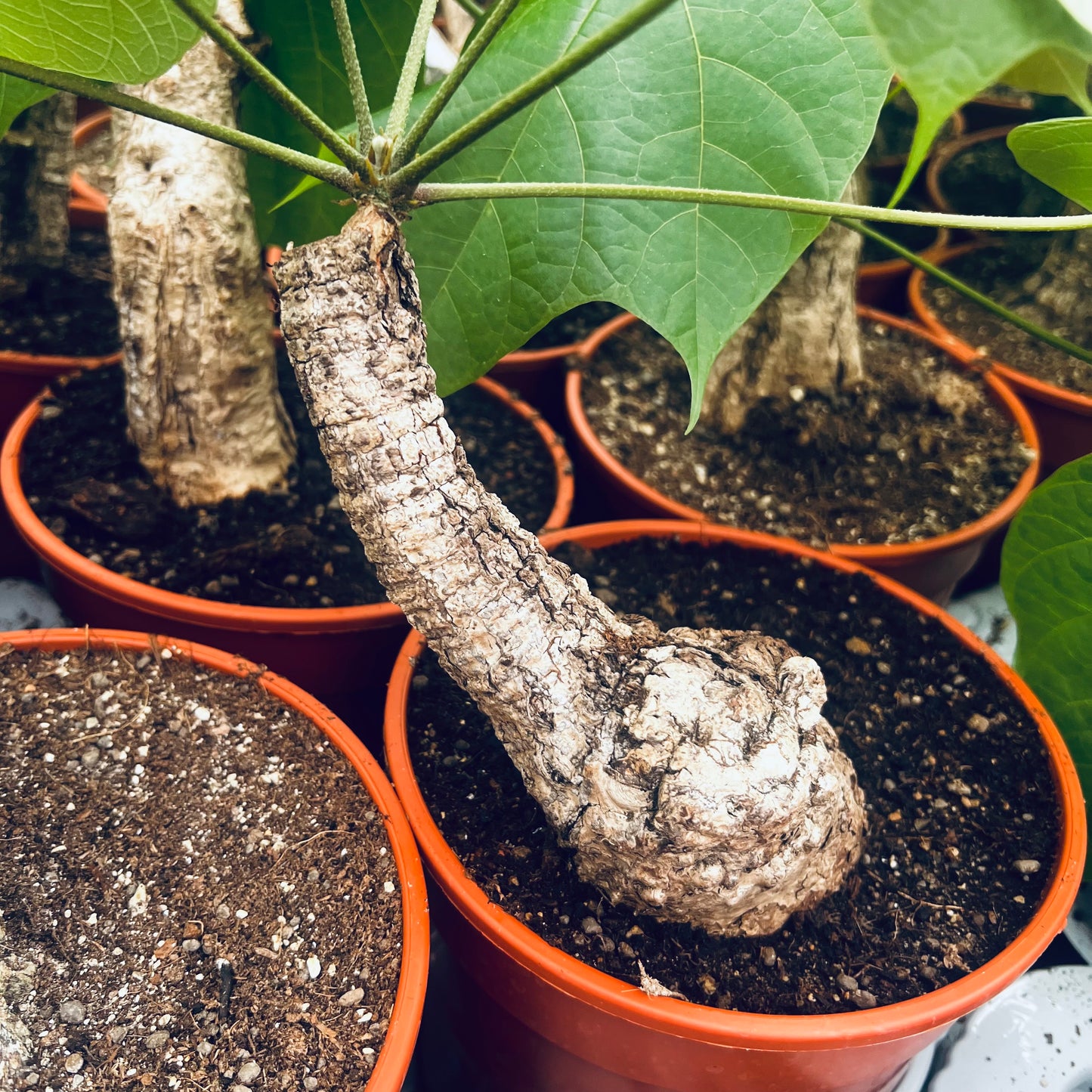 Sterculia colorata, 15 cm potte