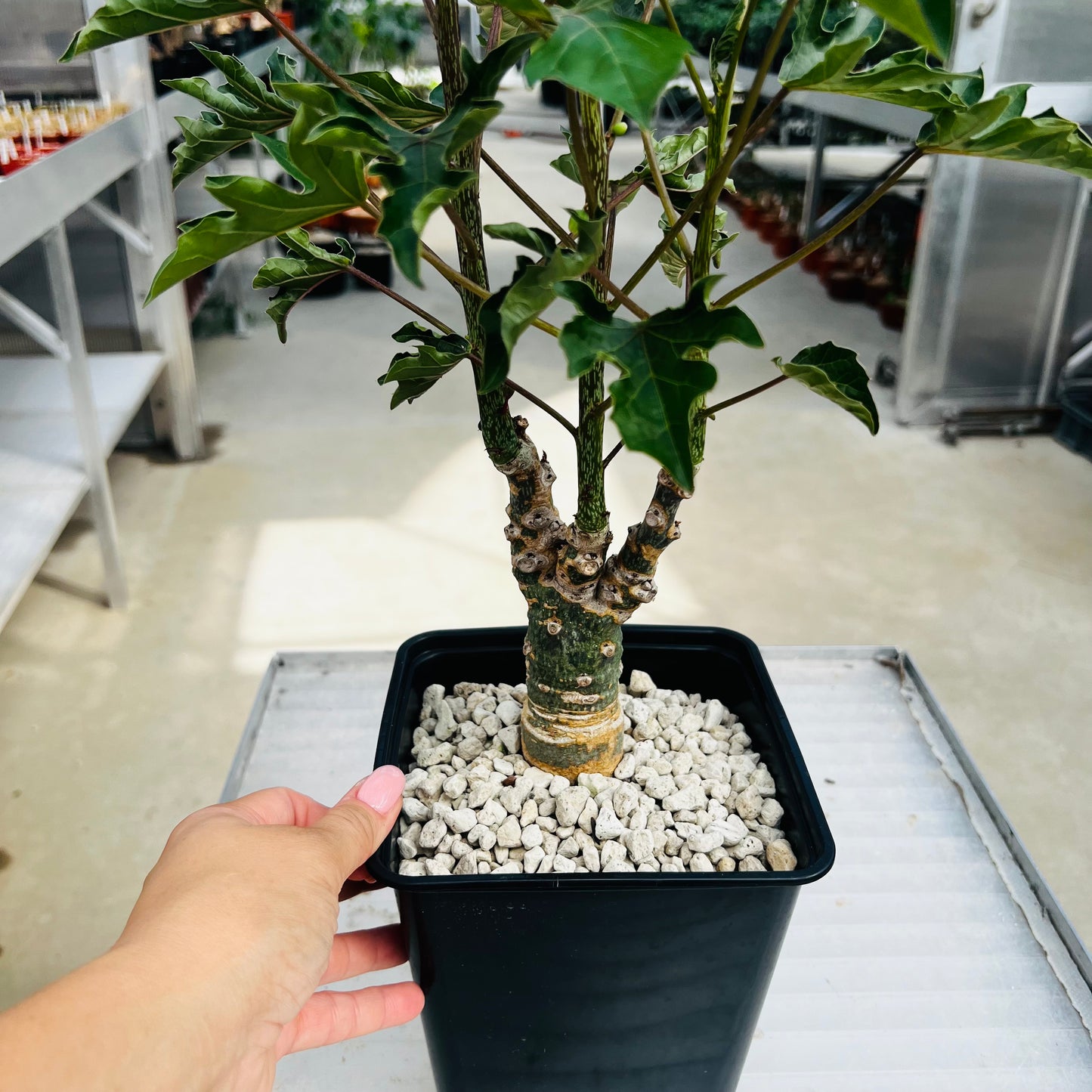 Adenia ellenbeckii, barroted plante