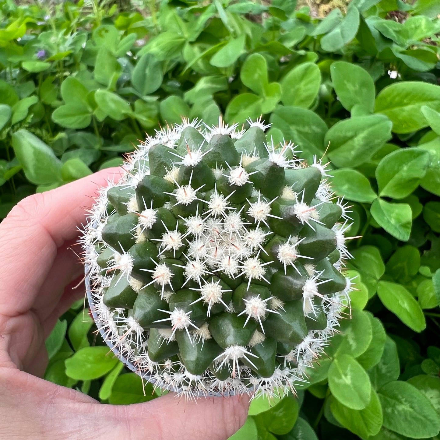 Mammillaria eichlamii, 6 cm potte