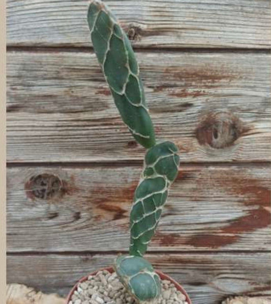 Opuntia reticulata cobra, 10,5 cm potte