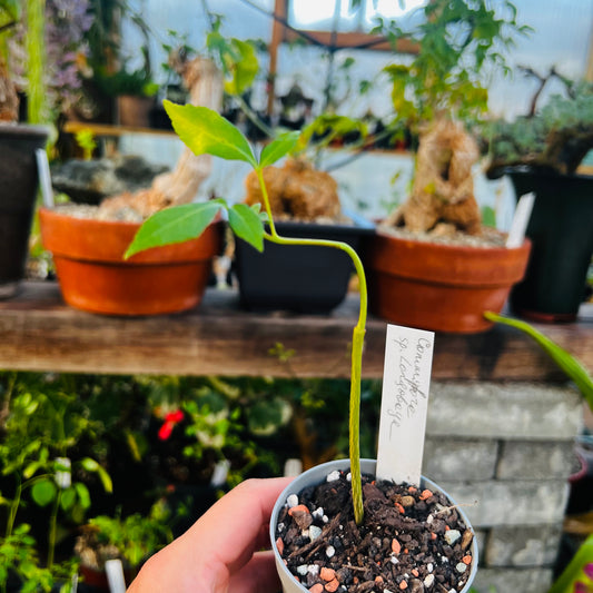 Commiphora sp.Longobaya, 6 cm potte