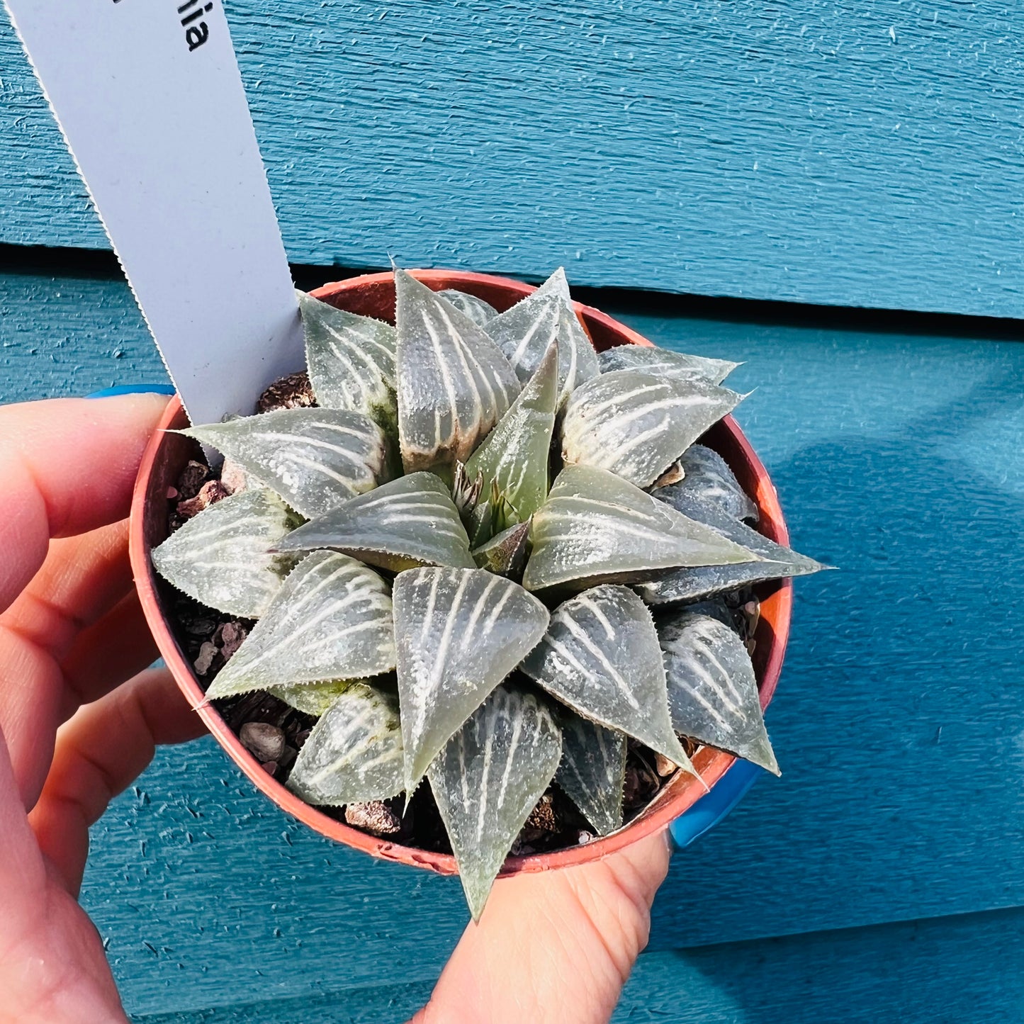 Haworthia sp. 2, 7 cm potte