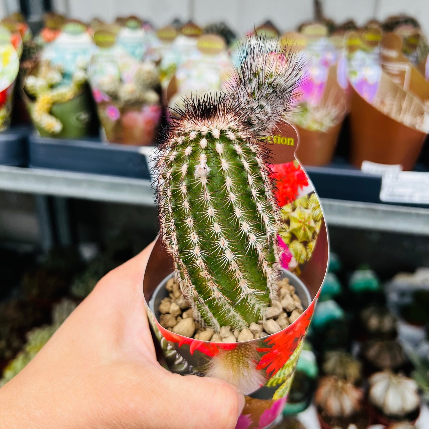 Echinocereus reichenbachii, 6 cm potte