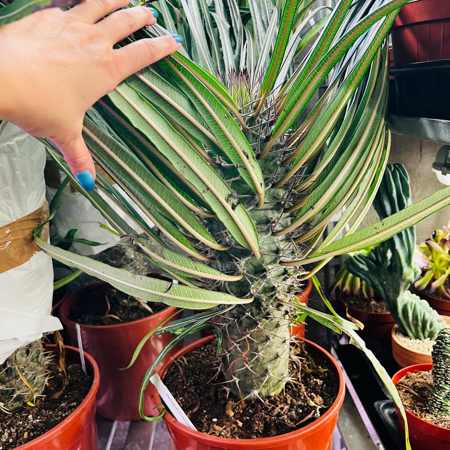 Pachypodium lamerei, 24 cm potte