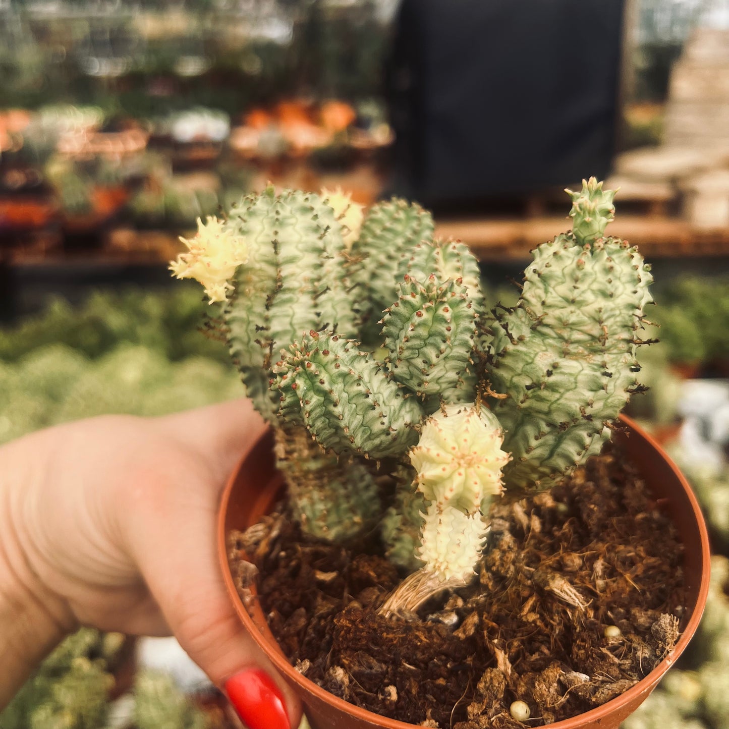 Euphorbia mammilaris f.variegata, 8 cm potte