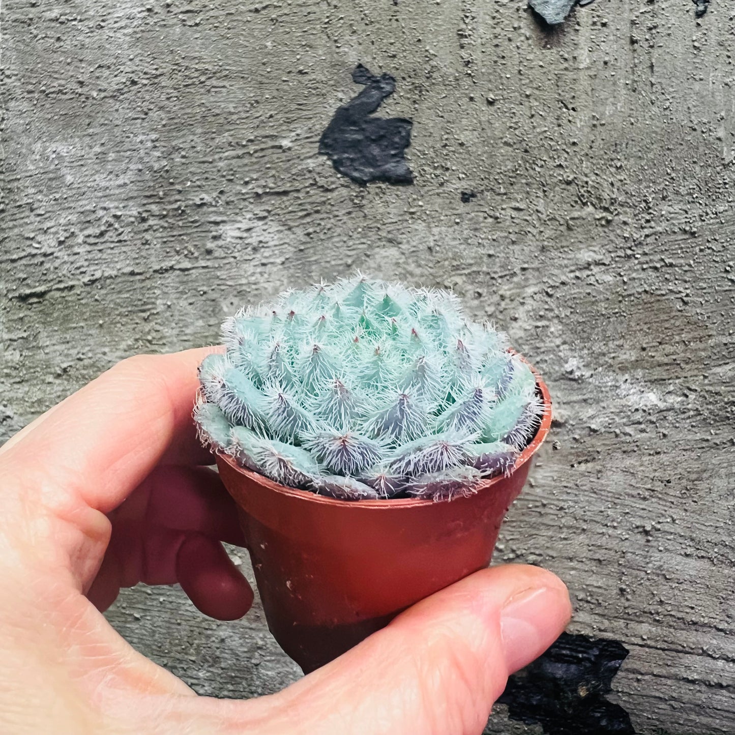 Echeveria setosa x rundelii, 6 cm potte