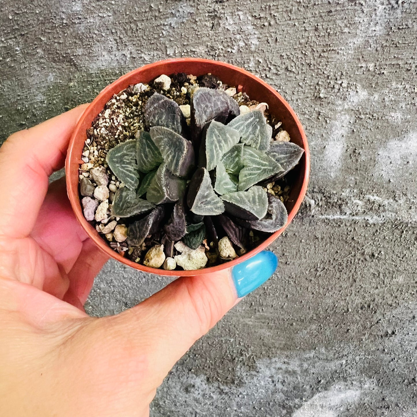 Haworthia sp. 7, 7 cm potte