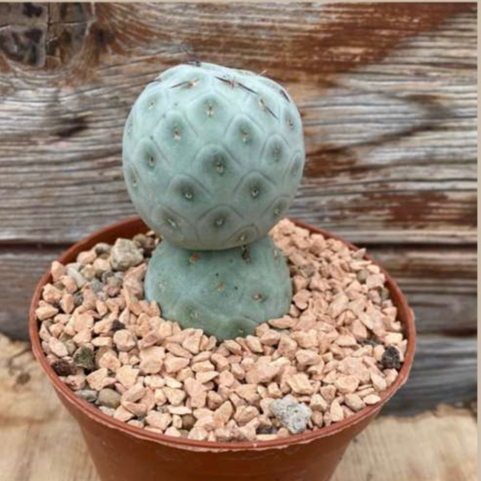 Tephrocactus geometricus, 10,5 cm potte