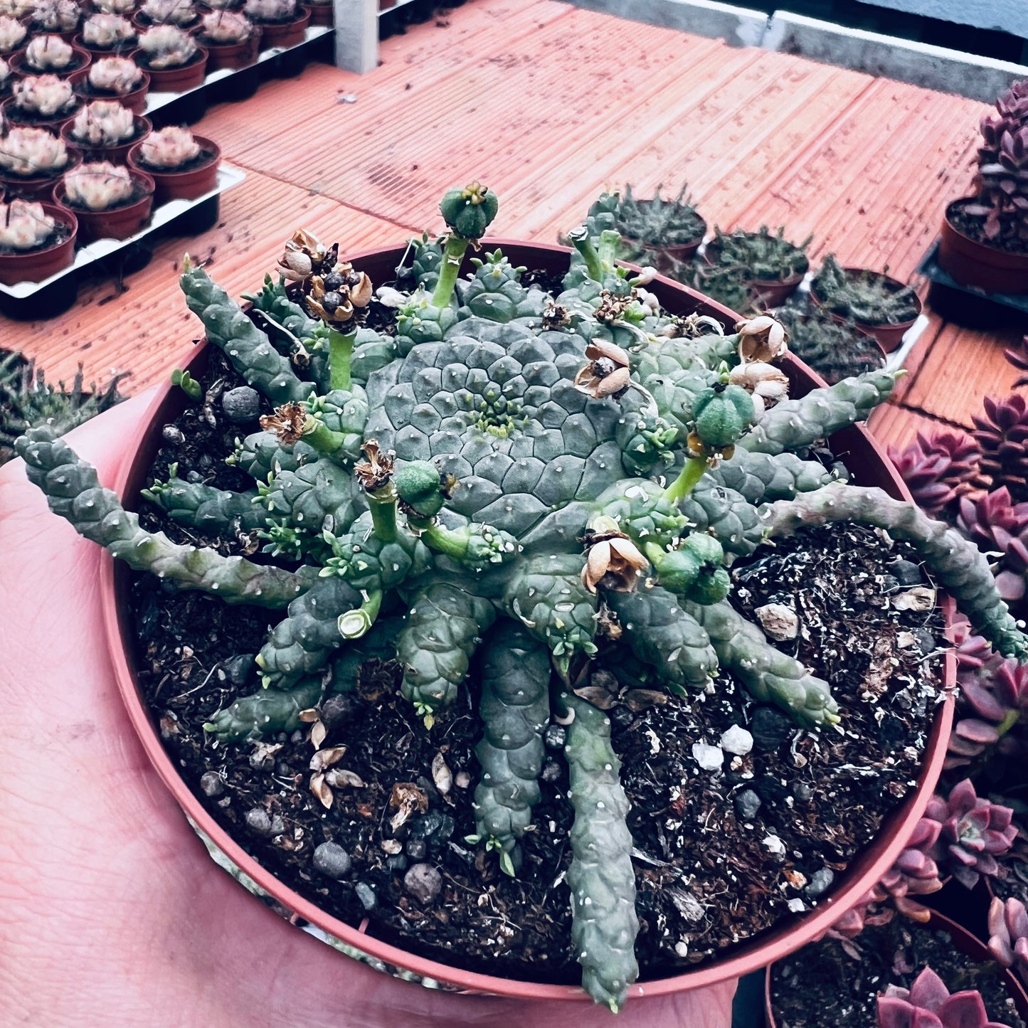 Euphorbia gorgonis, 10 cm potte