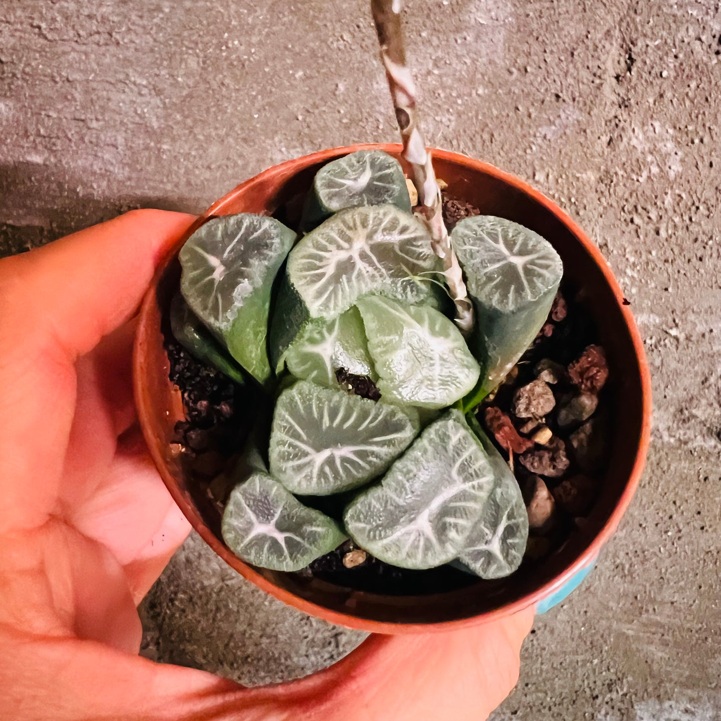 Haworthia sp. 6, 7 cm potte