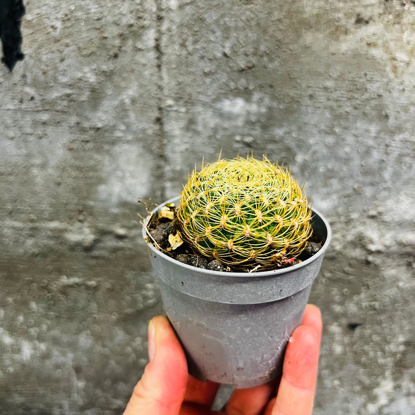 Sulcorebutia gemmae, 6 cm pot