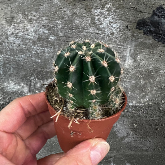 Echinopsis eriesii, 5 cm potte