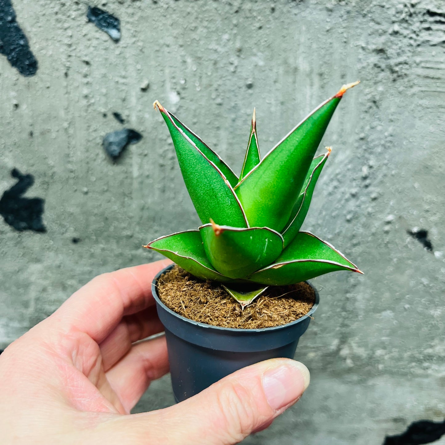 Sansevieria Abbey Crown, 6 cm potte