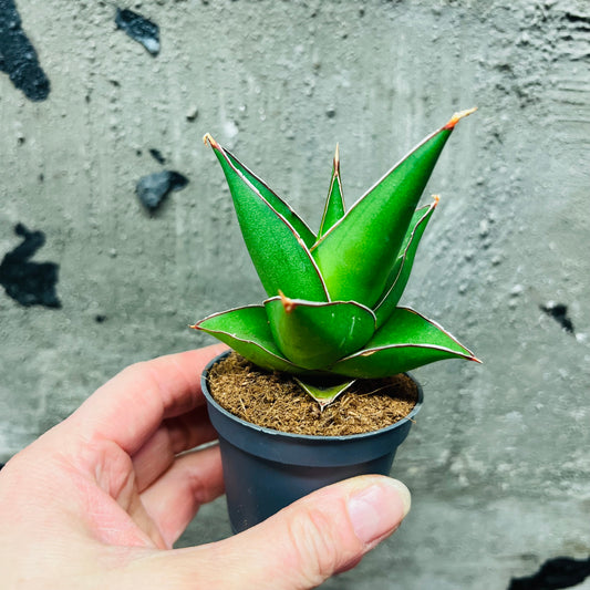 Sansevieria Abbey Crown, 6 cm potte