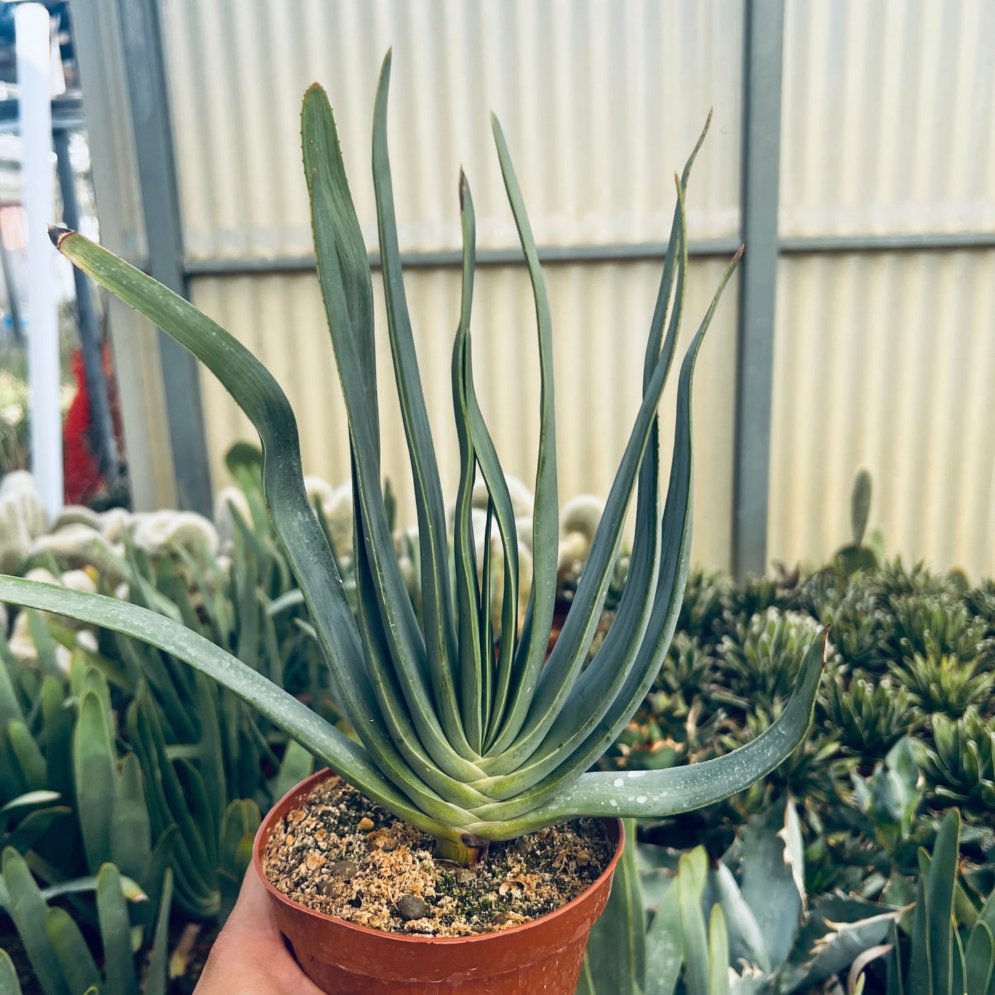 Aloe plicatilis, 15 cm potte