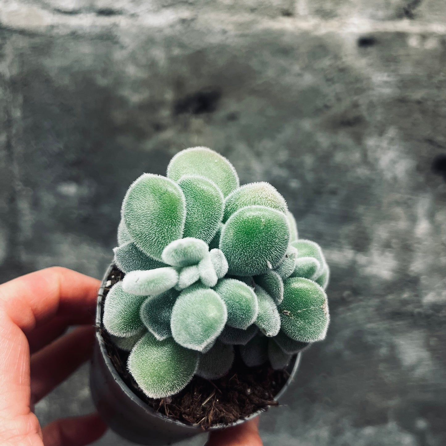 Echeveria pulvinata Frosty f.cristata, 6 cm potte