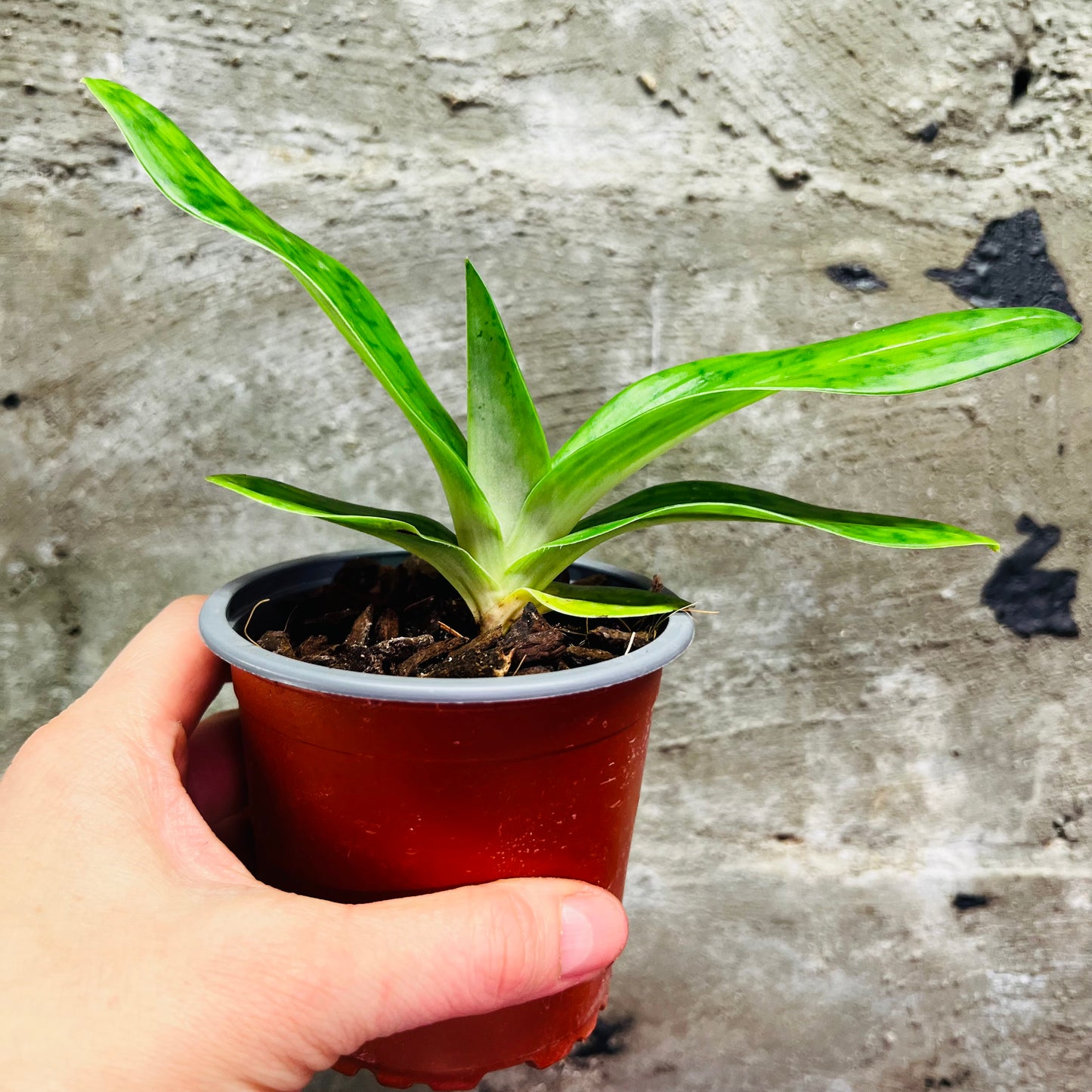 Paphiopedilum barbatum var. nigritum, 9 cm pot