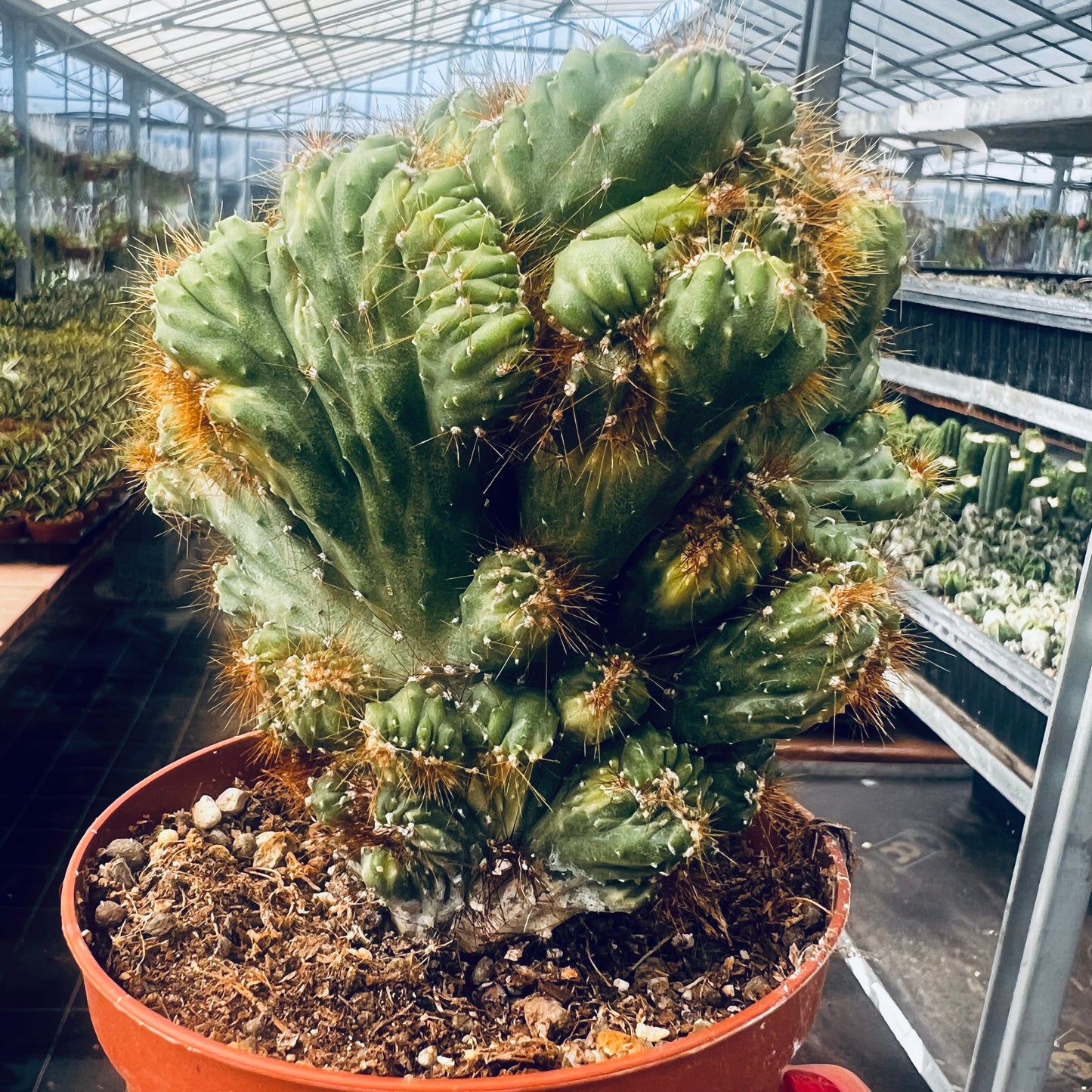 Cereus peruvianus f.variegata, 10,5 cm potte