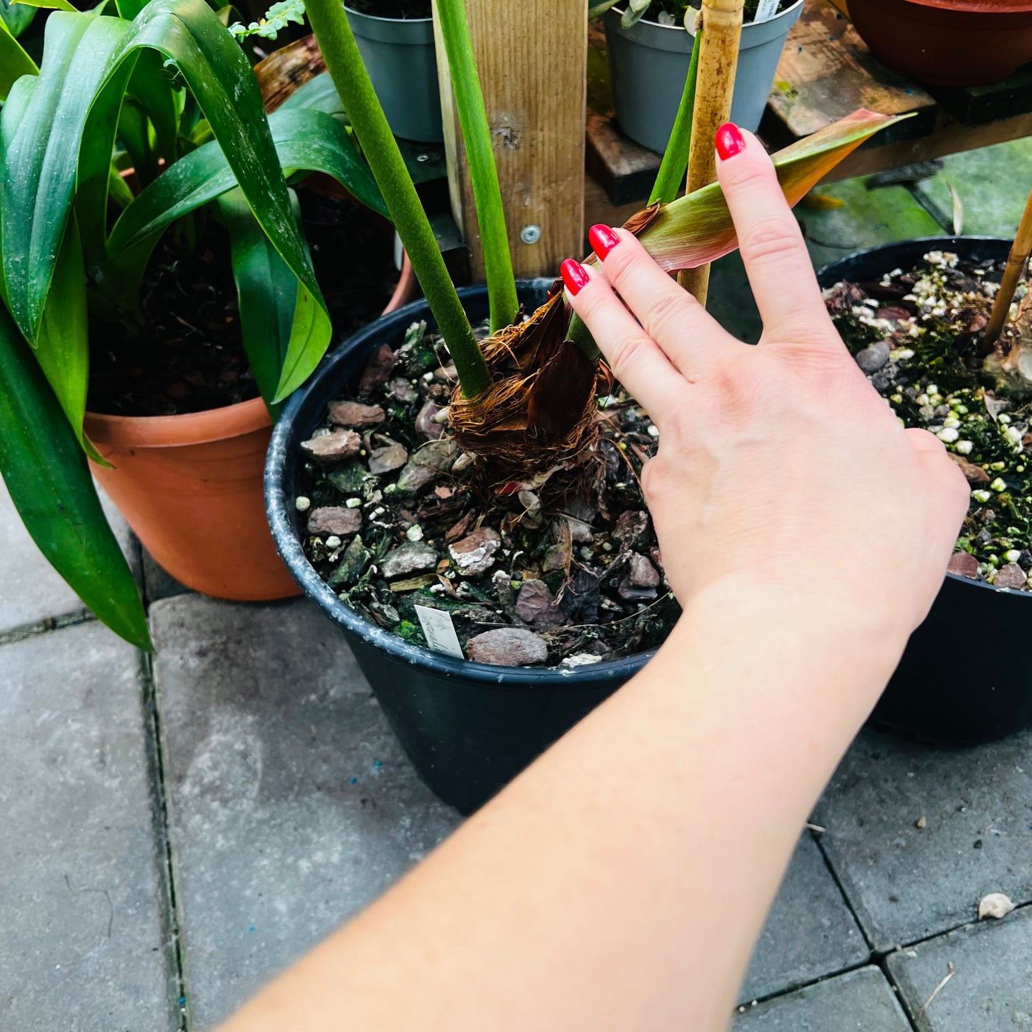 Anthurium watermaliense , 22 cm potte