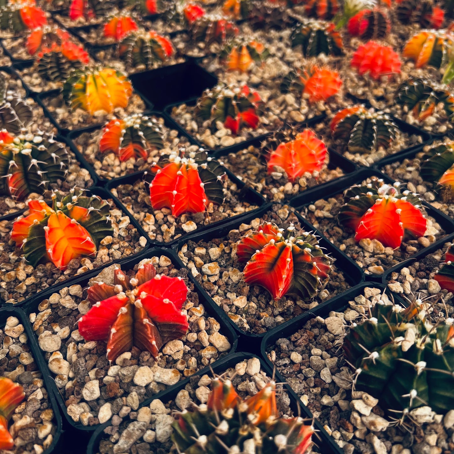 Gymnocalycium mihanovicii f.variegata, 7 cm potte