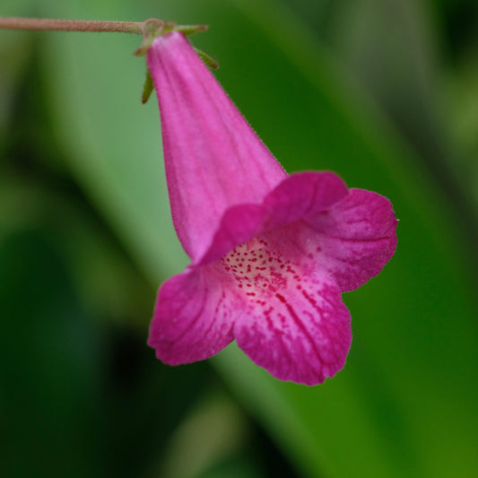 Smithcodonia Heartland’s Joy, 1 rizom