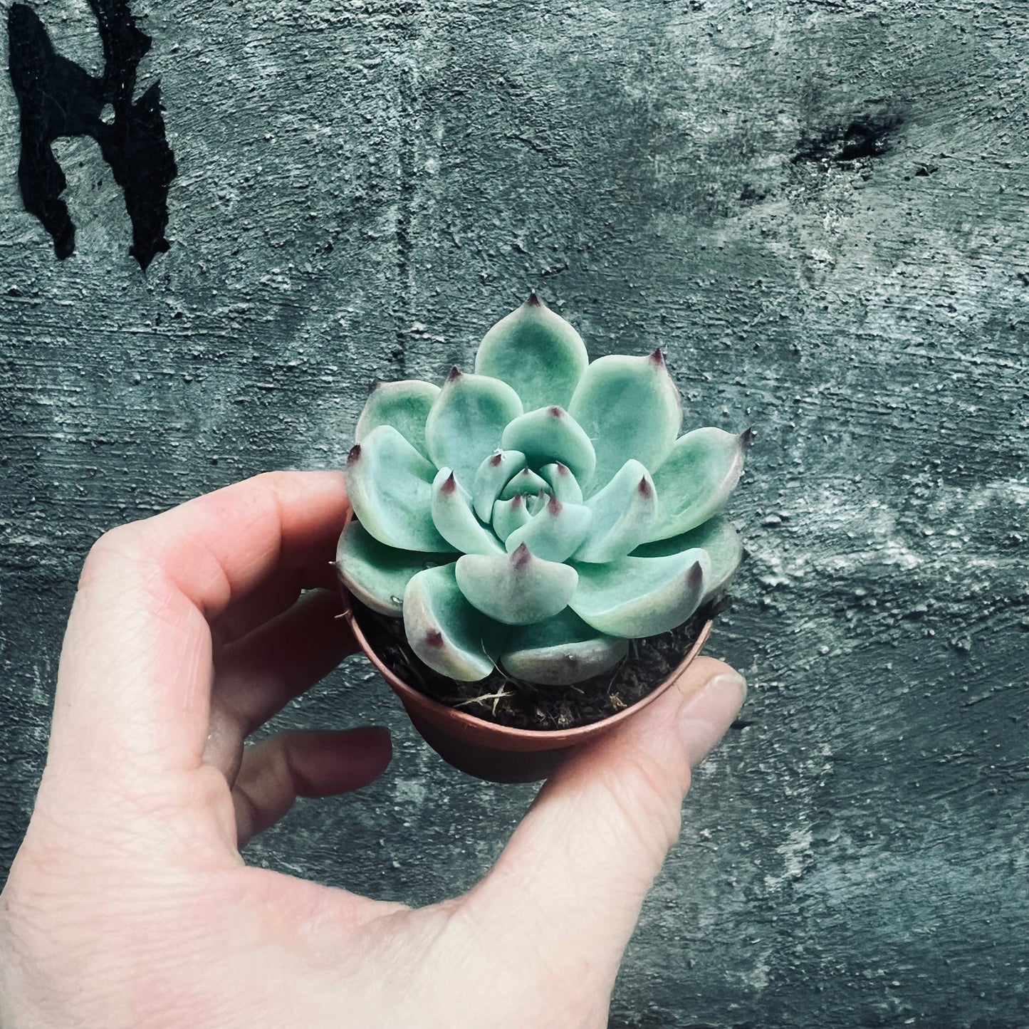 Echeveria chihuahuaensis, 5 cm potte