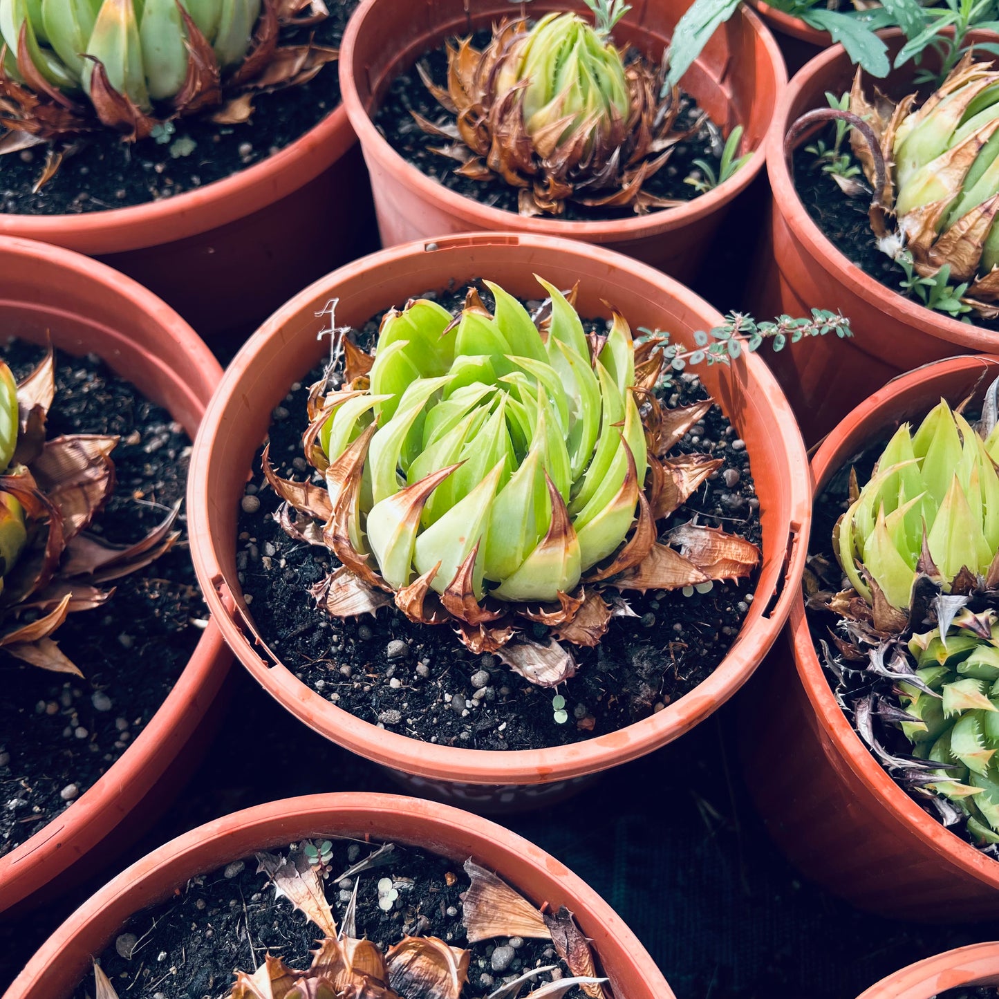 Aloe polyphylla, 15 cm potte