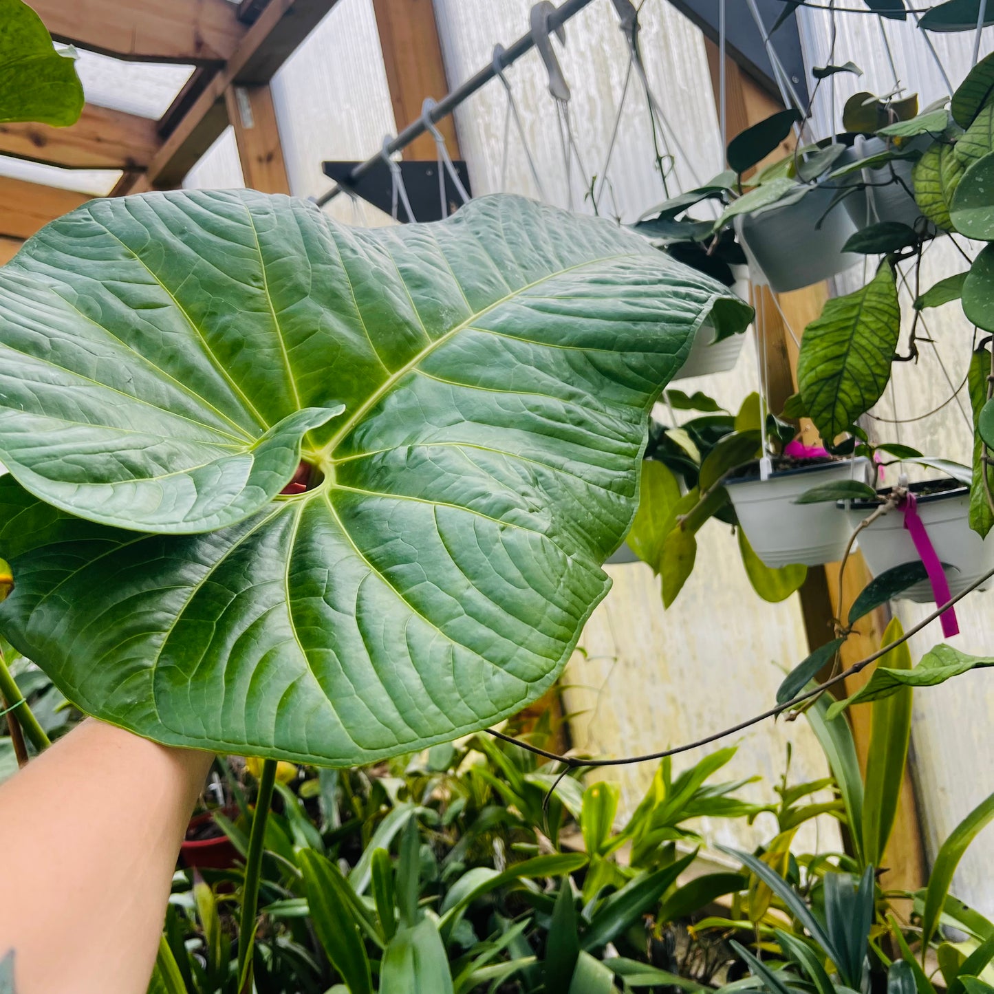 Anthurium insigne gigante, 22 cm potte