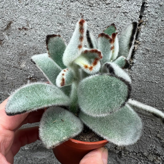 Kalanchoe tomentosa, 5 cm potte