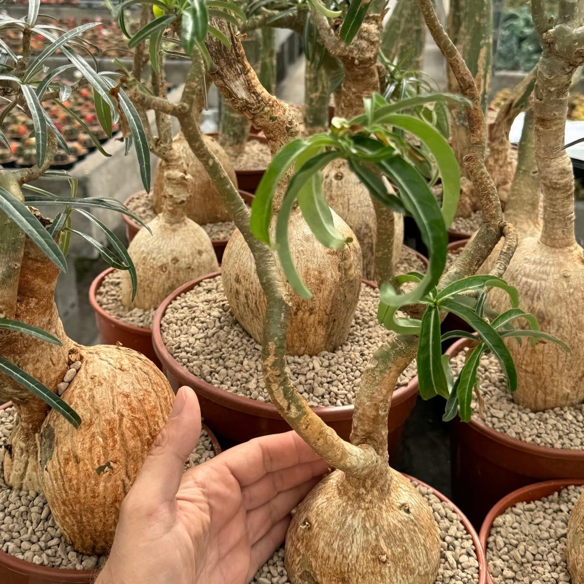 Adenium arabicum, 16 cm potte