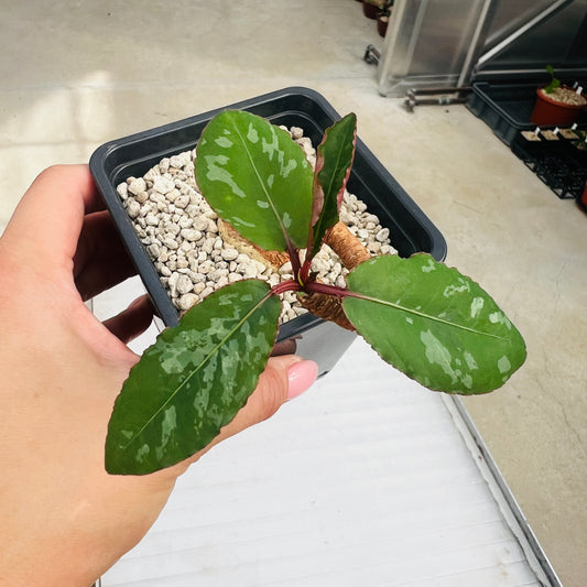 Euphorbia cremersii red tuber, barroted plante