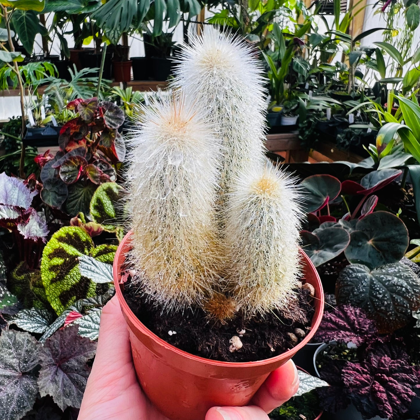 Cleistocactus strausii, 8 cm potte