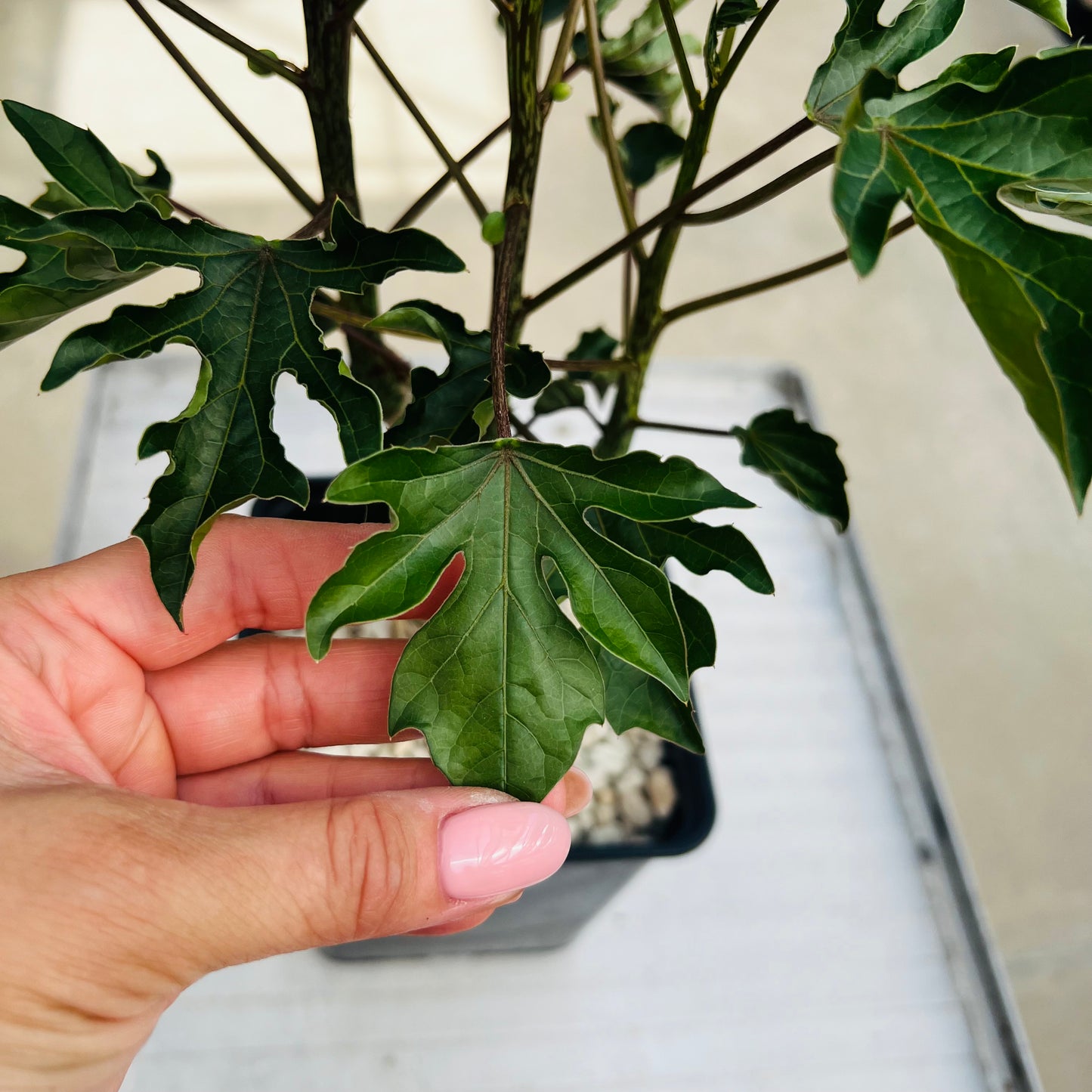 Adenia ellenbeckii, barroted plante