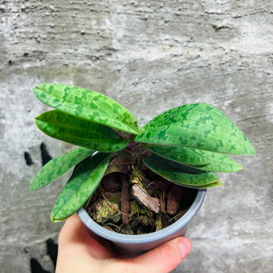 Paphiopedilum wardii, 9 cm pot