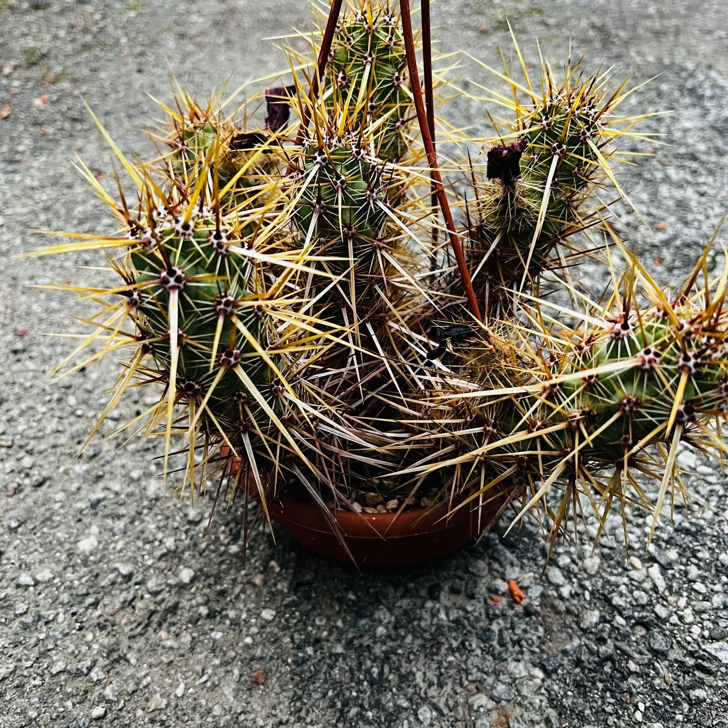 Echinocereus brandegei, 16 cm ampel