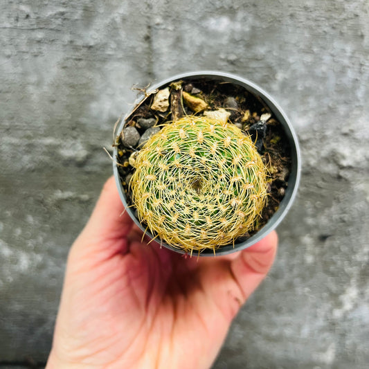 Sulcorebutia gemmae, 6 cm pot