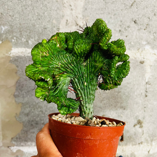 Euphorbia enopla f.cristata, 10 cm potte