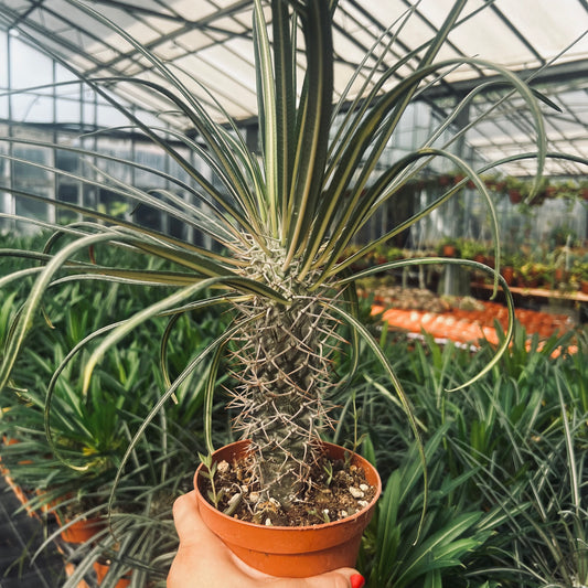 Pachypodium geayi, 24 cm potte