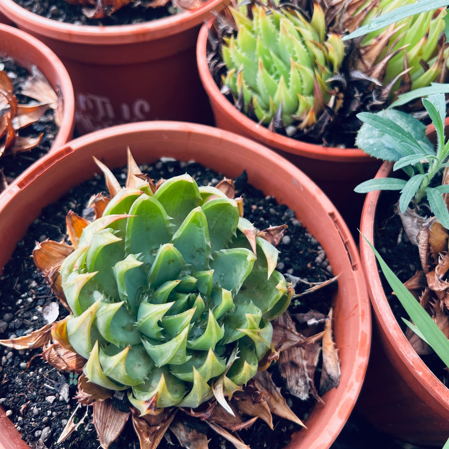 Aloe polyphylla, 15 cm potte