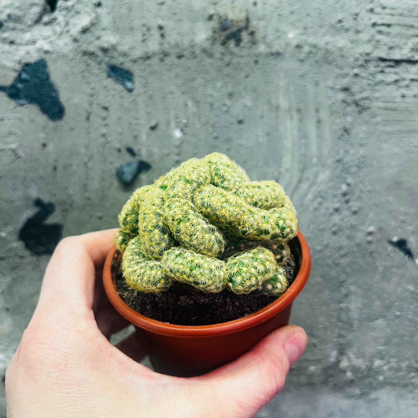 Mammillaria elongata f.cristata, 8 cm pot